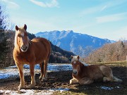 04 Salendo in auto da Dossena a Lavaggio bei cavalli